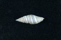 藏品(丁蠣)的圖片